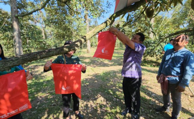 ผู้ว่าฯระยอง โชว์ห่อทุเรียนด้วยนวัตกรรมถุงแดงให้ได้ทุเรียนคุณภาพ สร้างความมั่นใจผู้บริโภค